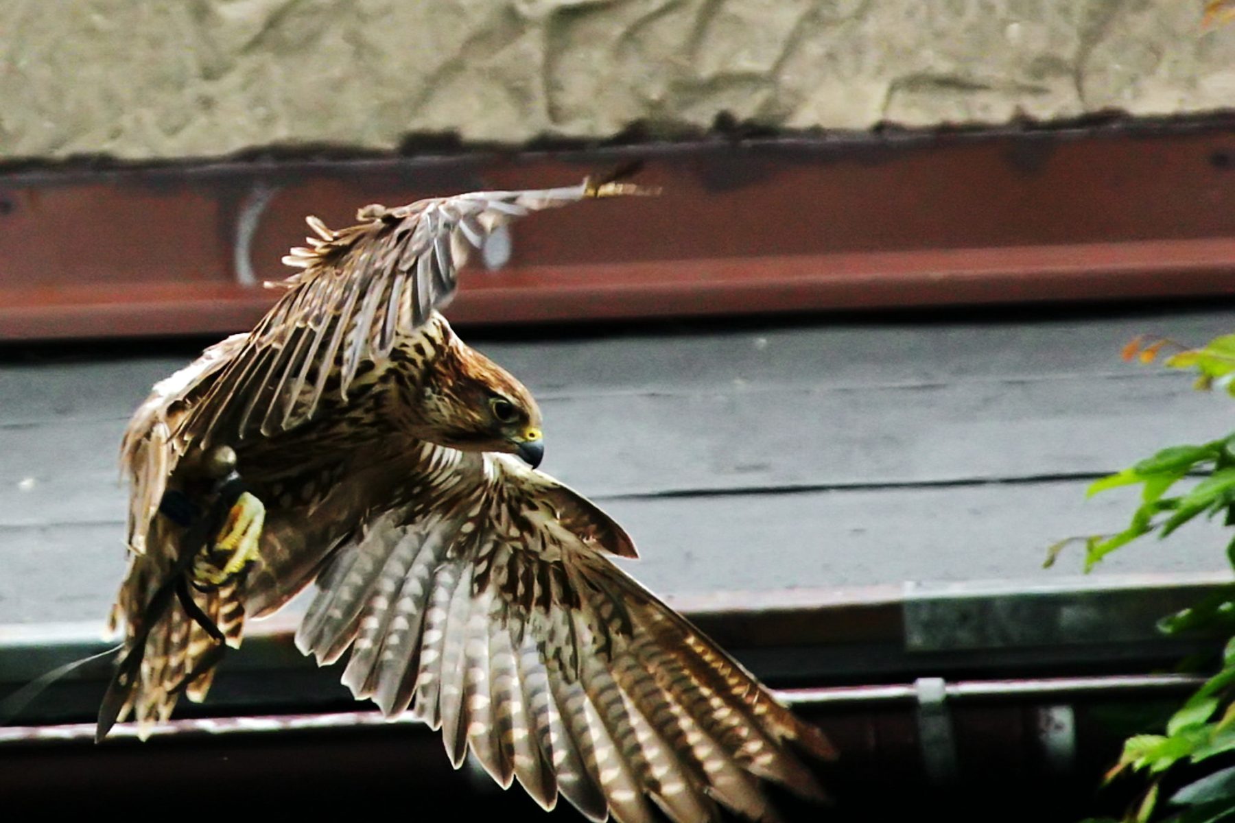 Feldberg und Falkenhof