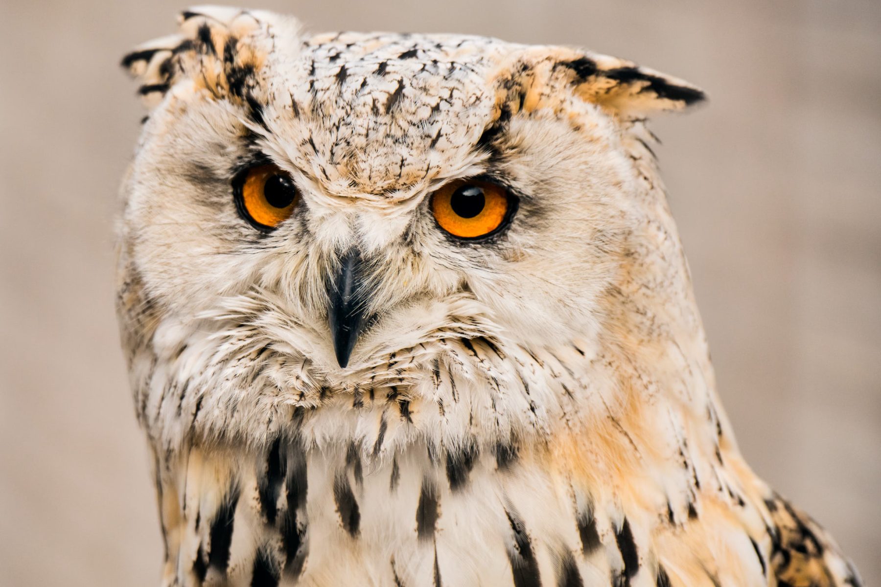 Feldberg und Falkenhof