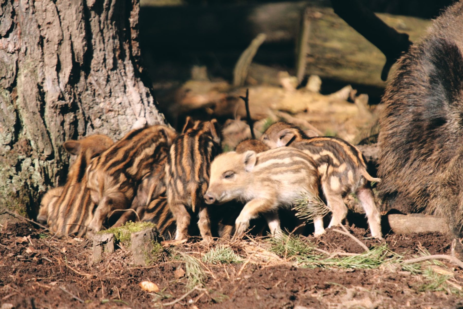 Wildpark Alte Fasanerie