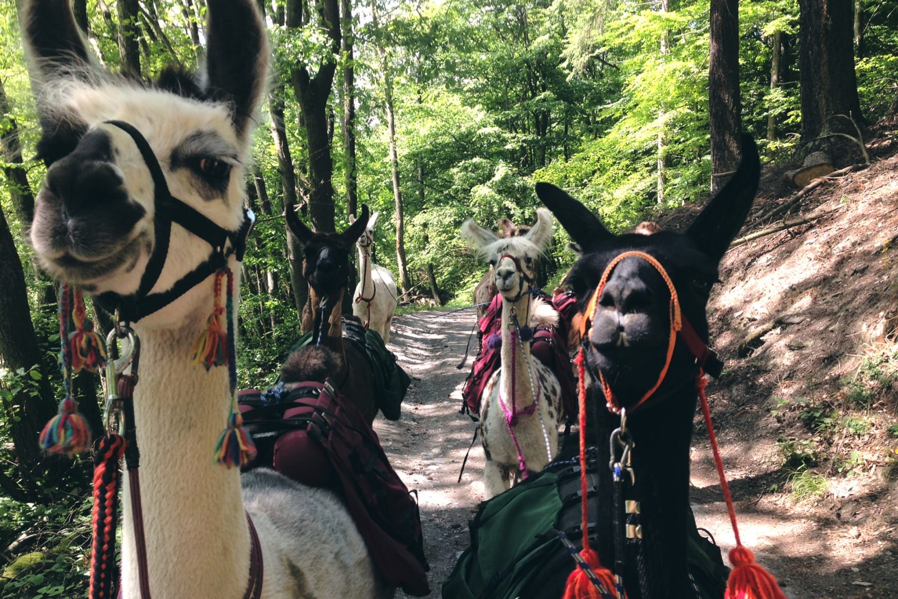 Kisselmühle Eltville