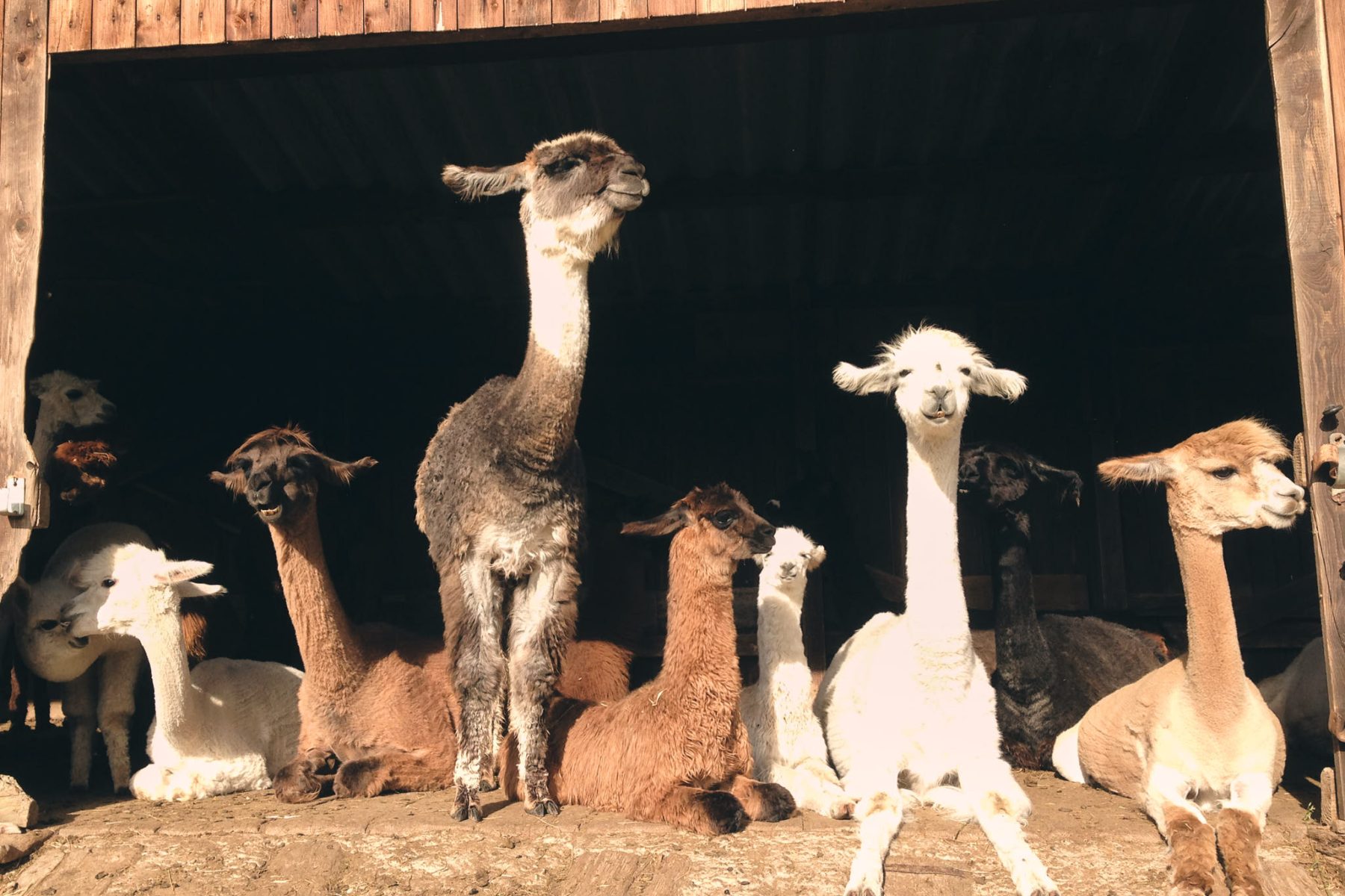 Kisselmühle Eltville